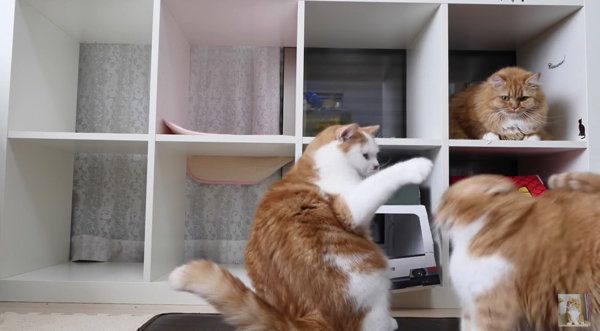 満室になる猫マンション