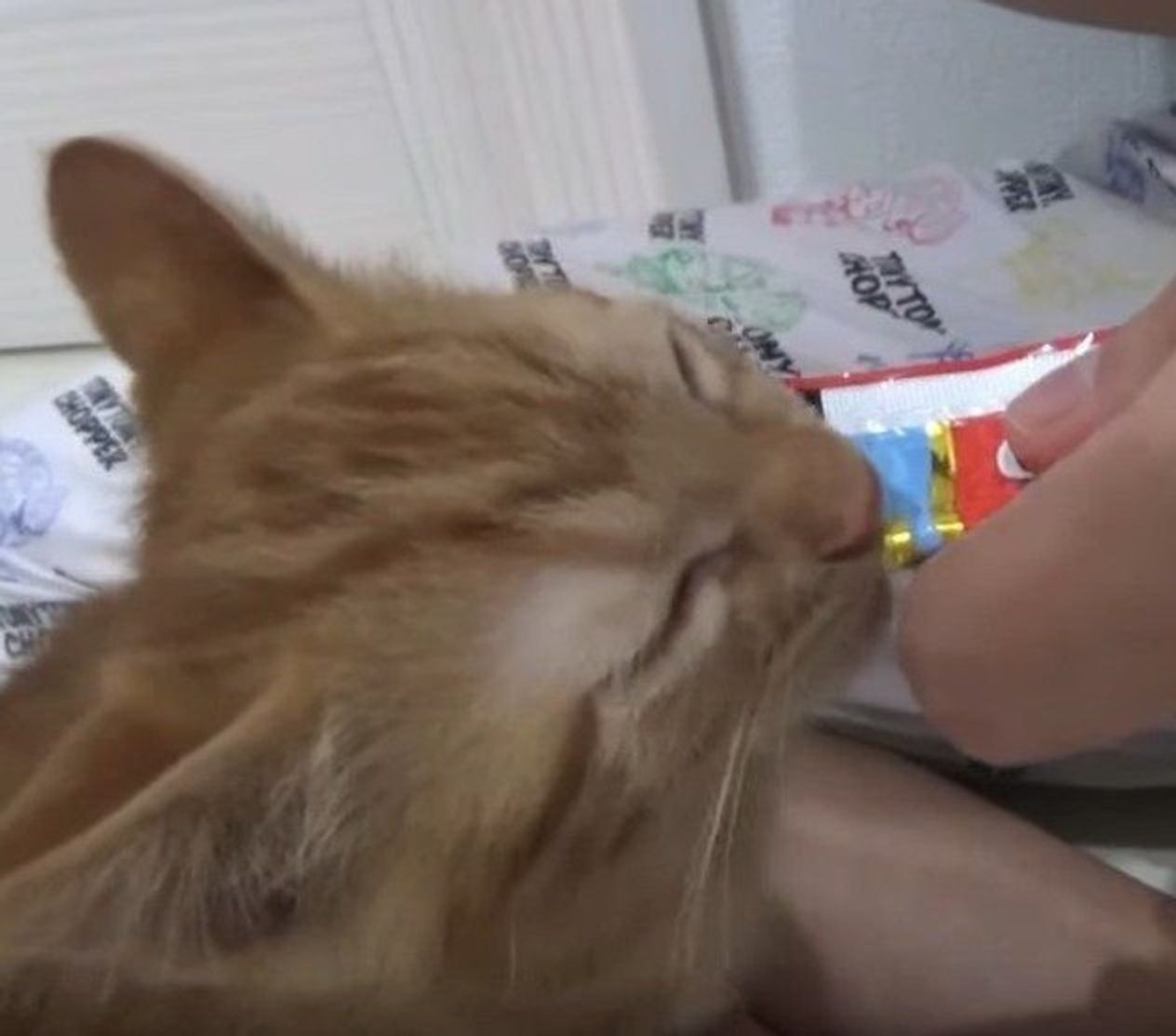 初めてチュールを食べる子猫 衝撃のおいしさに思わず ねこのきもちweb Magazine 初めてチュールを食べる子猫 衝撃のおいしさに思わず ねこのきもちweb Magazine