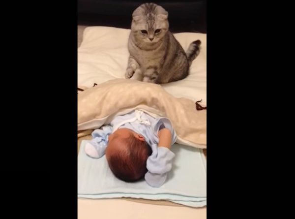 初めての赤ちゃんにビックリするニャンコ