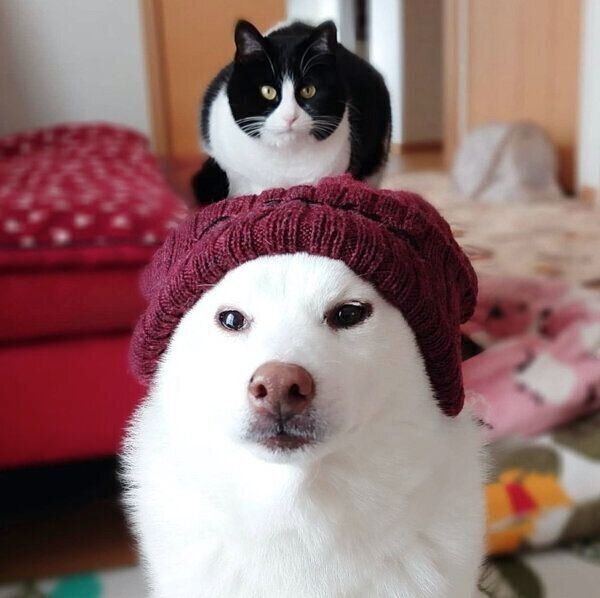 見つめるかりんちゃんとゆずちゃん