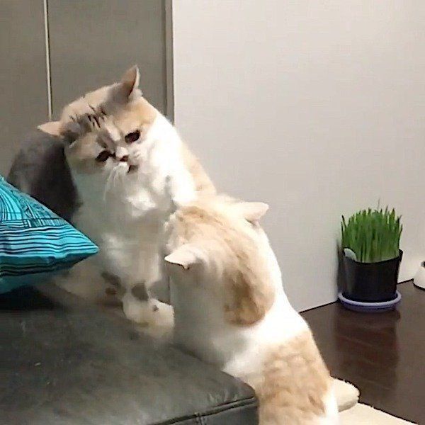 ニャンコの戦い