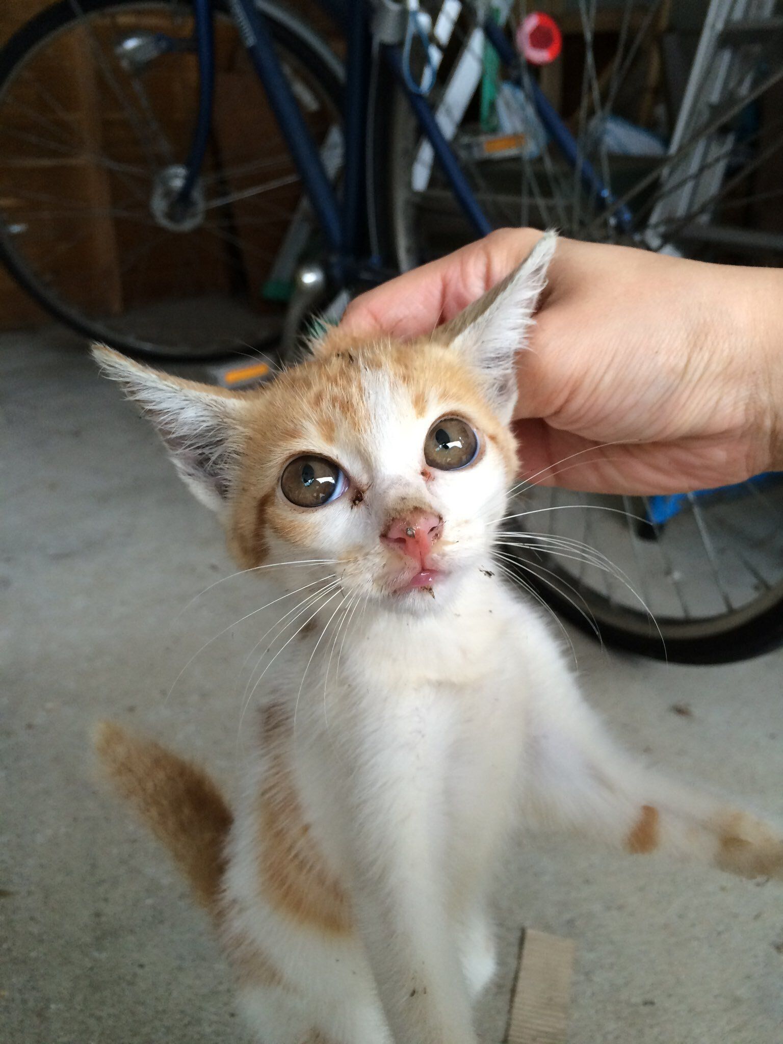 推定生後2カ月の子猫