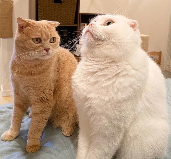 もろみちゃん／むくちゃん