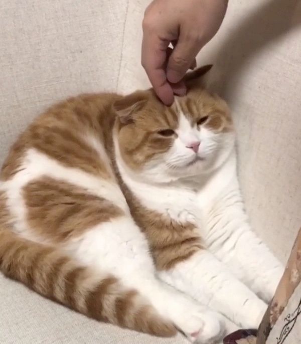 マッサージをされる猫