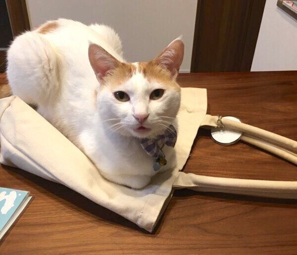 飼い主さんのカバンの上でくつろぐむぎちゃん