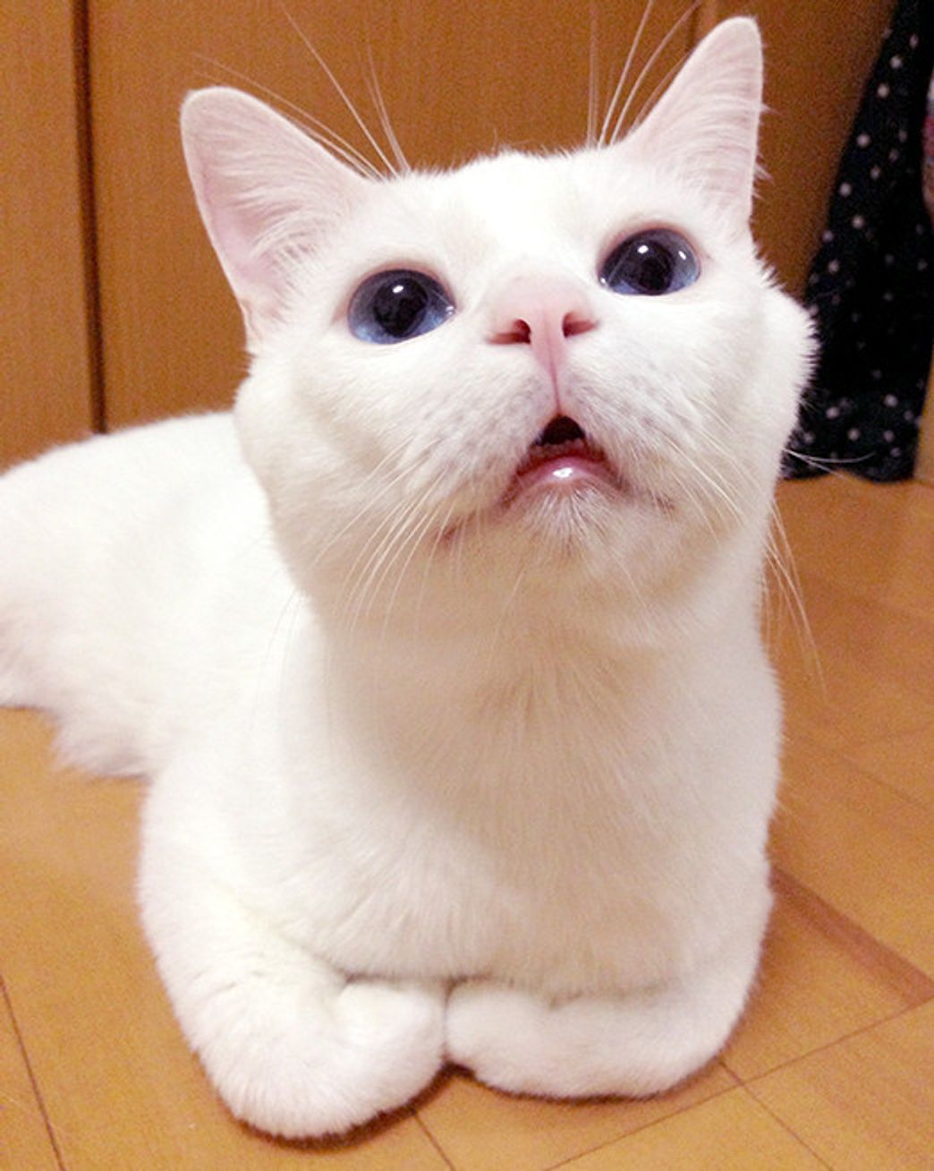 初めまして 残念なイケメン猫 揺るぎなきセツstyle Vol 1 ねこのきもちweb Magazine 初めまして 残念なイケメン猫 揺るぎなきセツstyle Vol 1 ねこのきもちweb Magazine