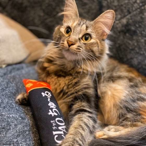 見つめるノルウェージアンフォレストキャット