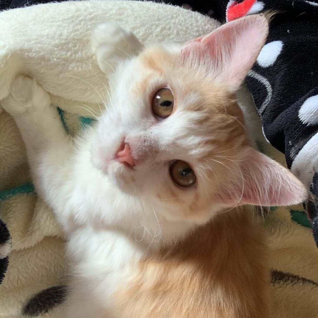 飼い主を見つめる猫