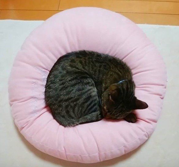 ピンクのクッションの上に丸まって寝る猫