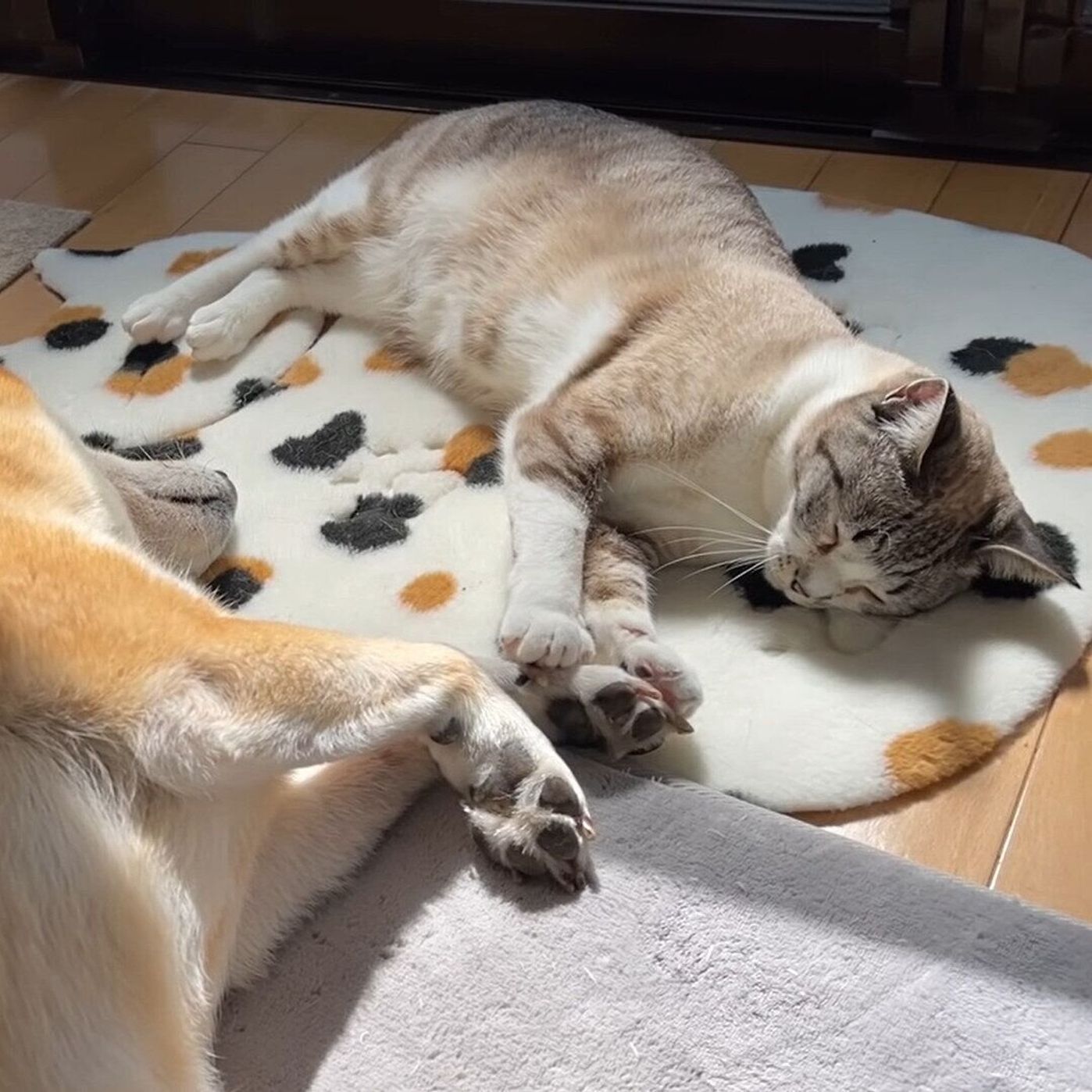 柴犬の隣 は大人気 一緒にお昼寝をしたくて入れ替わる猫たちが可愛い ねこのきもちweb Magazine 柴犬の隣 は大人気 一緒にお昼寝をしたくて入れ替わる猫たちが可愛い ねこのきもちweb Magazine