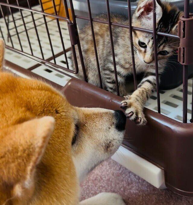 （写真左から）先住犬・風天くん、風花ちゃん。