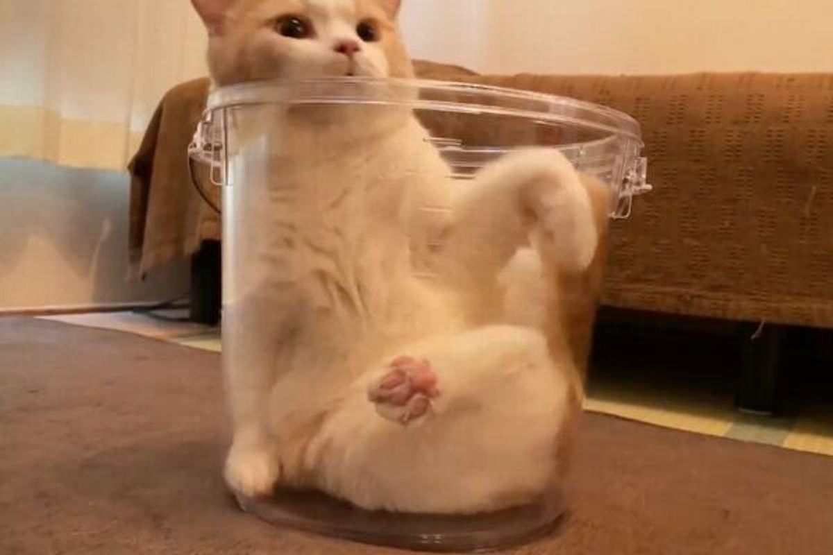 まるで静止画 バケツの中で 液体 になってフリーズする猫に胸キュン ねこのきもちweb Magazine
