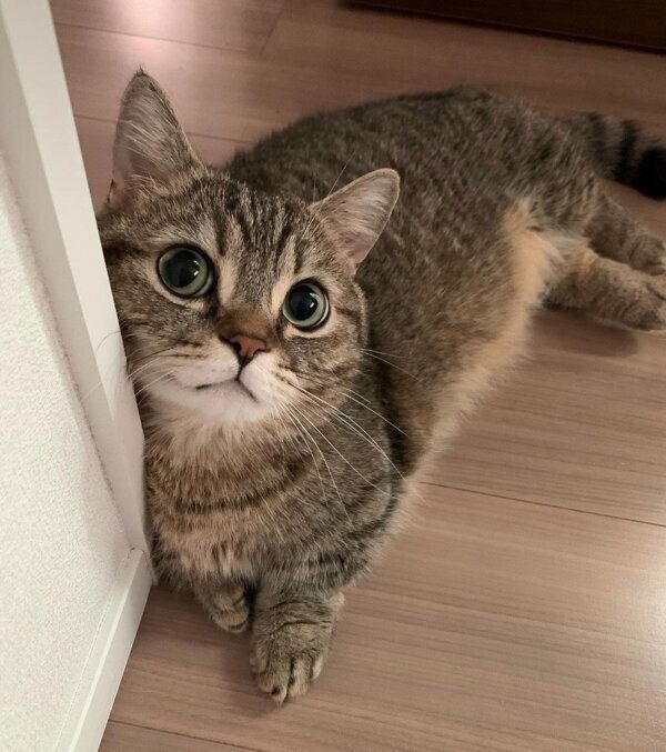 見つめるまるくん