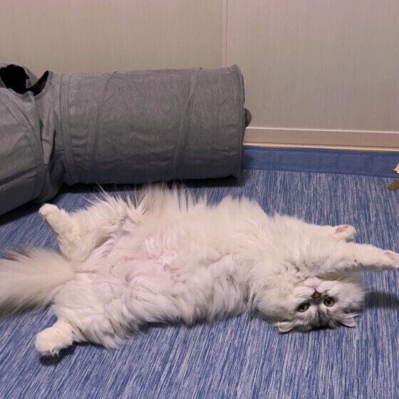 ラガマフィンのここちゃん