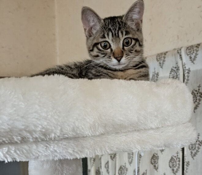 キャットタワーの上でくつろぐ子猫
