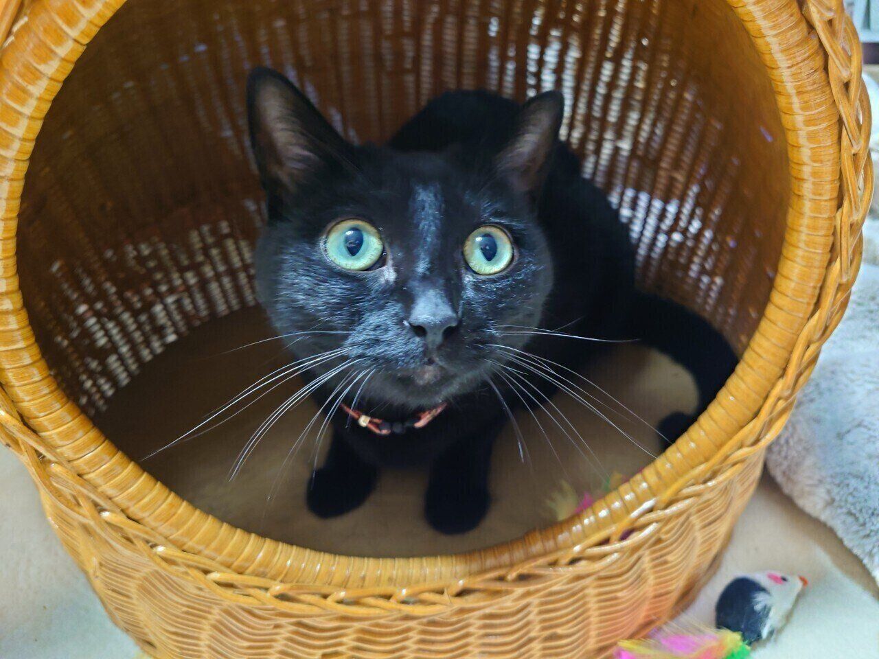 美しい瞳が魅力的なルージュちゃん