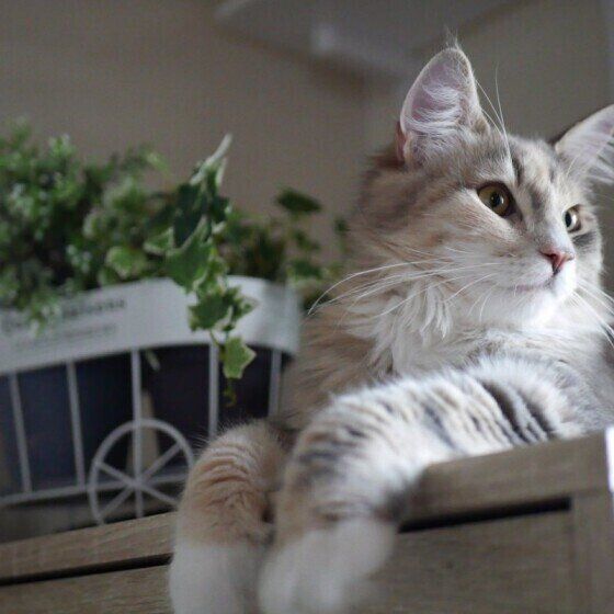 フェイクグリーンと猫