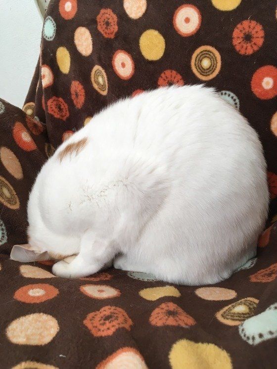 うたた寝してる 猫が ごめん寝 をする理由 画像つき ねこのきもちweb Magazine