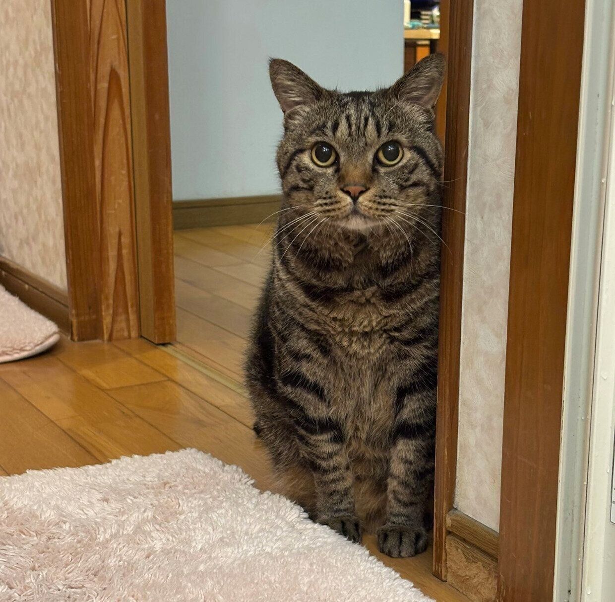 お風呂に入るパパさんの様子を見に来た虎三郎くん