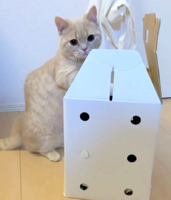 マンチカン立ちするむぎくん