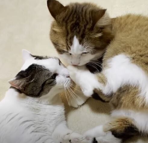 毛づくろいし合う猫