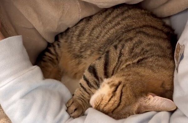 飼い主さんの腕にそっと前足を添えるもなちゃん