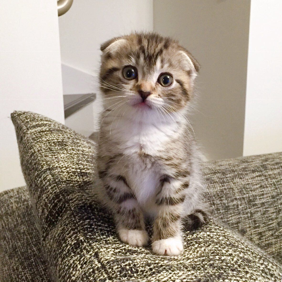 子猫時代のりっちゃん（撮影時、生後6カ月）。