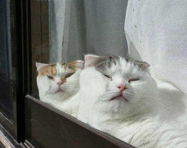 窓際でくつろぐスコティッシュフォールド