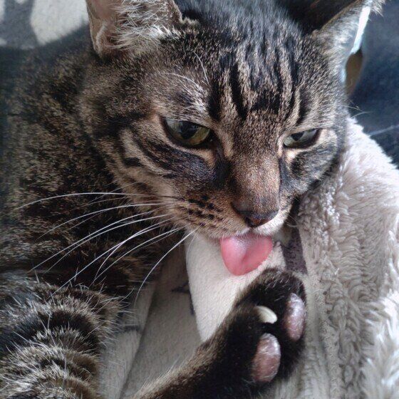 Mix（キジトラ）のモモちゃん♪