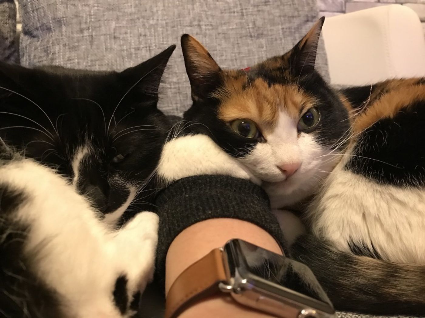 今日から〆切地獄だー 頑張って働くぞー の僕の左手 リュックと愉快な仲間たち あ あと響介vol 33 ねこのきもちweb Magazine 今日から〆切地獄だー 頑張って働くぞー の僕の左手 リュックと愉快な仲間たち あ あと響介vol 33 ねこのきもちweb Magazine