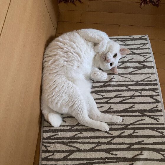 白猫のももちゃん