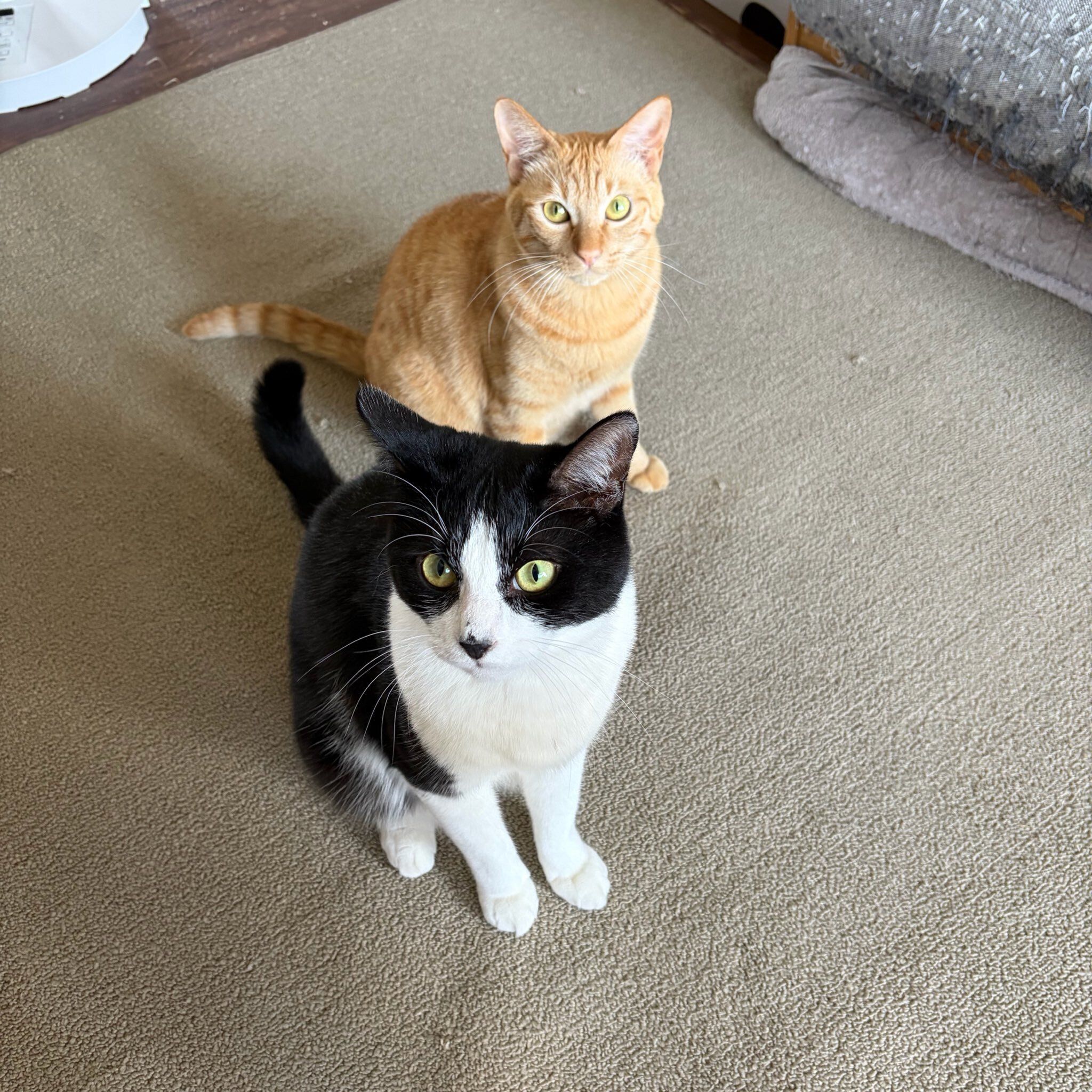 飼い主を見上げる2匹の猫