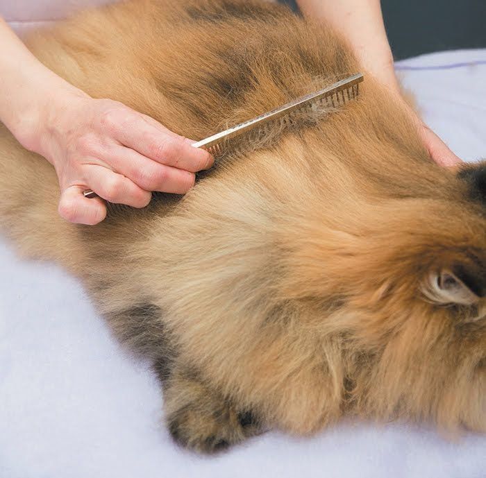 コームでとかされる猫