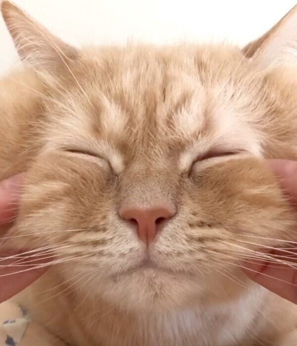 顔をマッサージされるモフくん