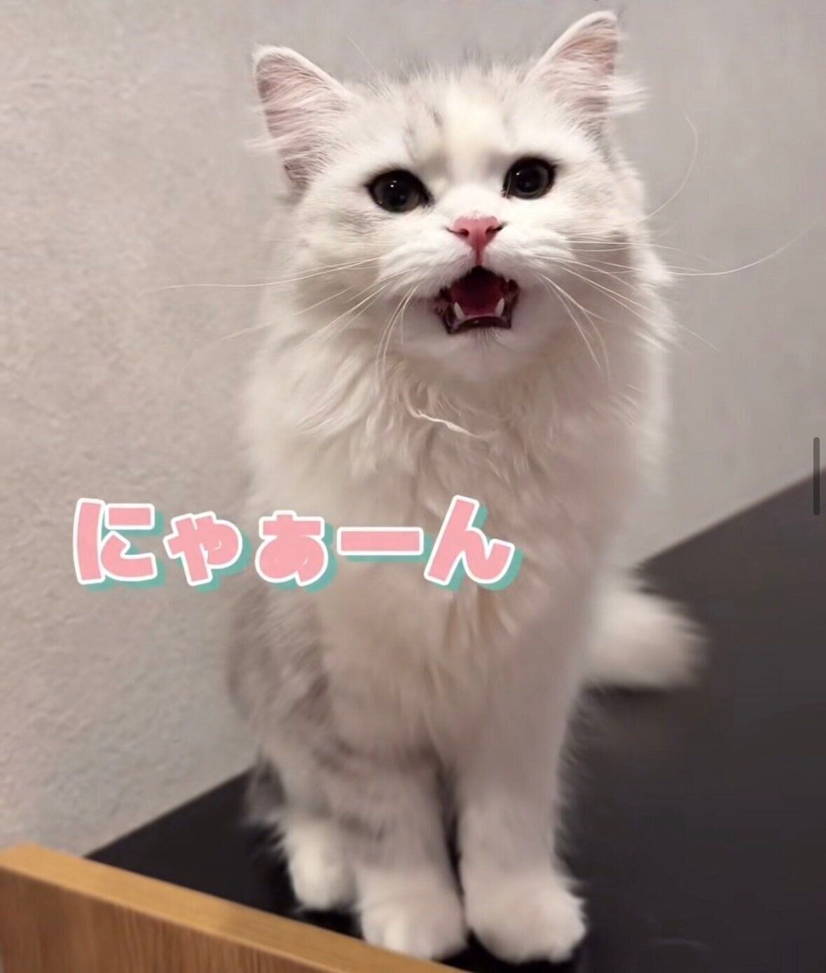 「相変わらずの高音ボイス」と、飼い主さん。