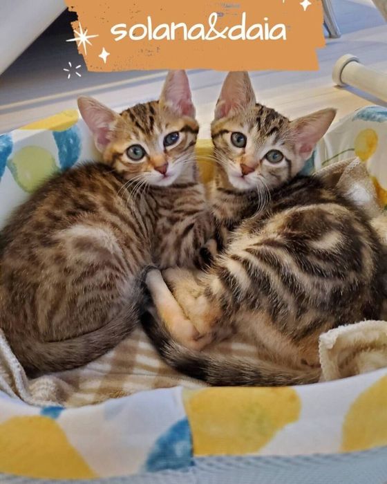 かわいいしまい猫