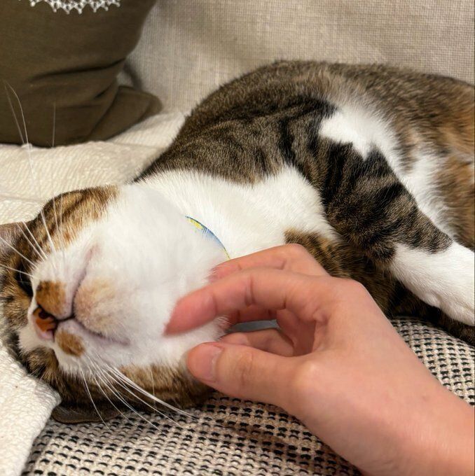 このときはお触りOK？　気持ちよさそうになでられるぽんずくん