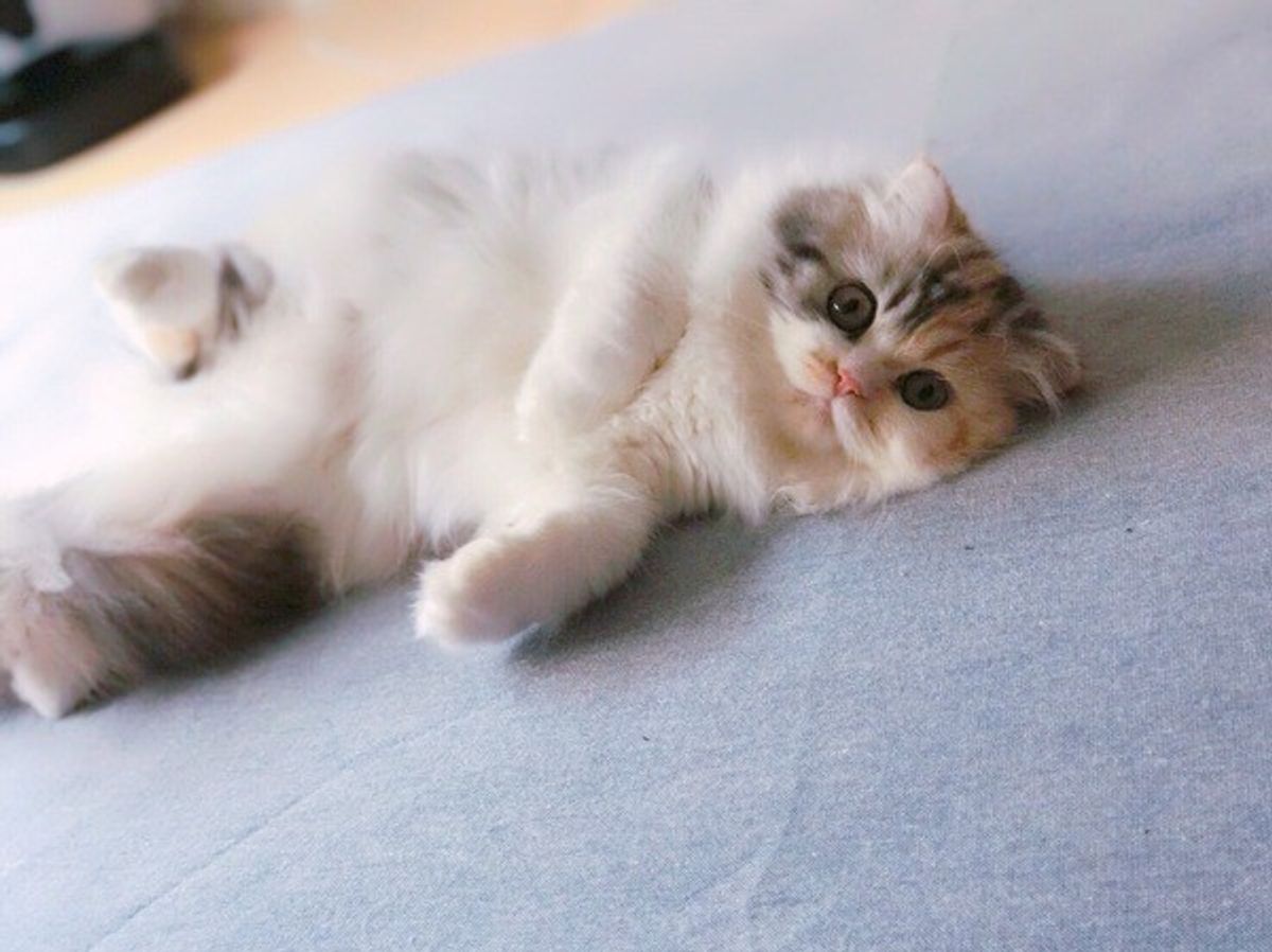 まん丸おめめやリラックス顔を写真に 猫をもっとかわいく撮るコツ ねこのきもちweb Magazine まん丸おめめやリラックス顔を写真に 猫をもっとかわいく撮るコツ ねこのきもちweb Magazine