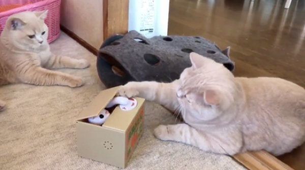 自動貯金箱で遊ぶブリティッシュショートヘア