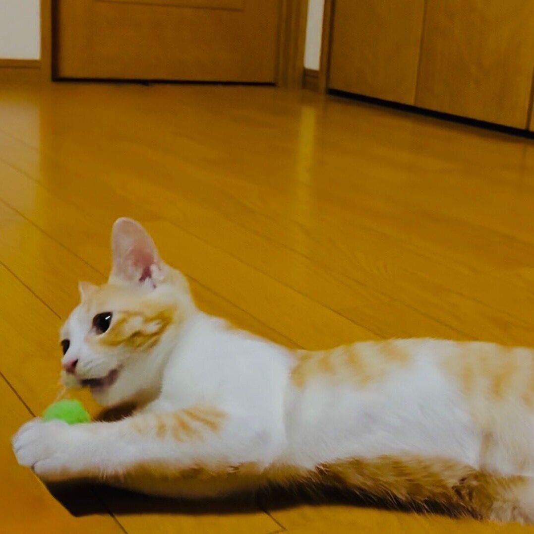 ボールで遊ぶのんちゃん