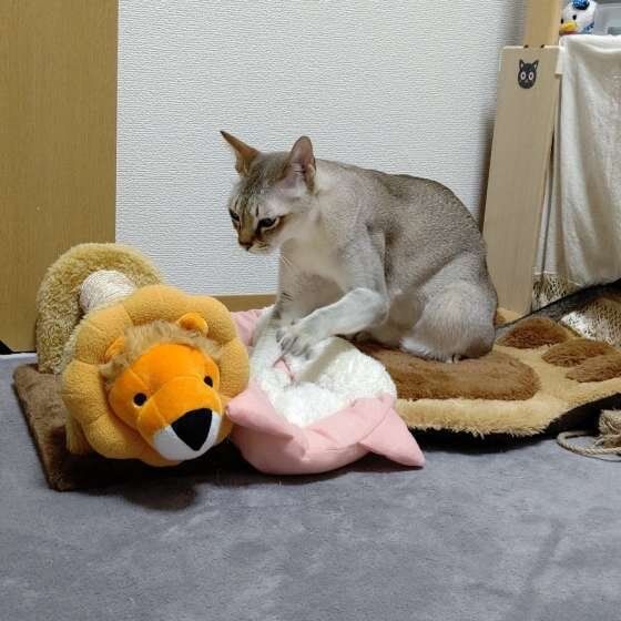 ふみふみしているシンガプーラのはるちゃん