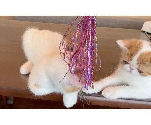 「塩対応」をするひるねくん、こんぶちゃん