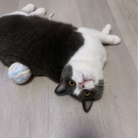 ブリティッシュショートヘアのまめくん