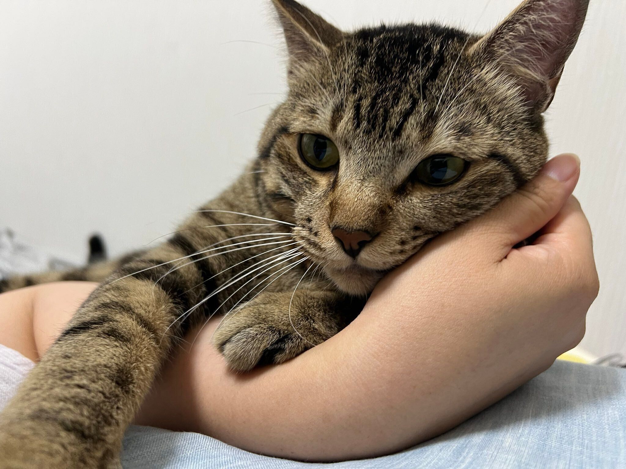 飼い主さんにくっつくテトくん