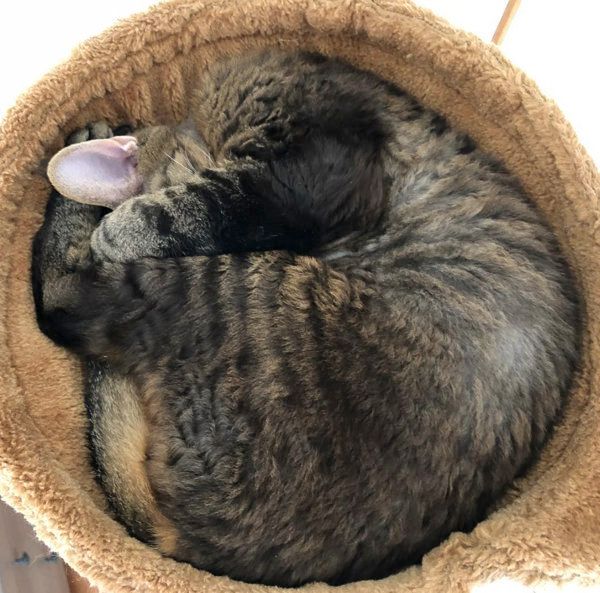 アンモニャイトする猫