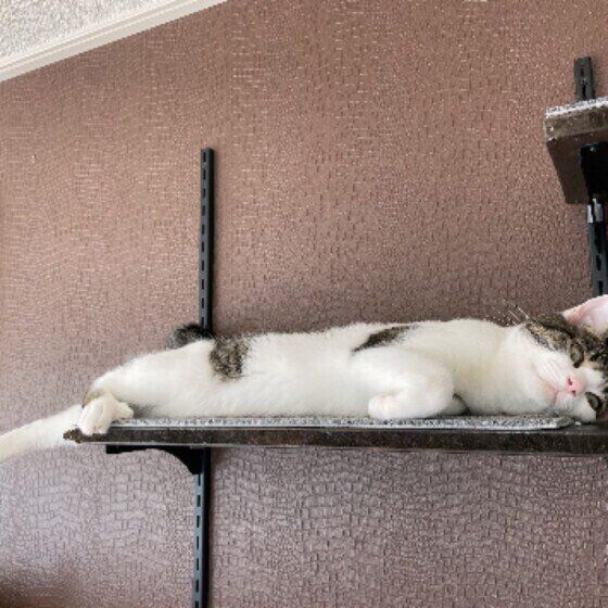 キジトラの幸ちゃん