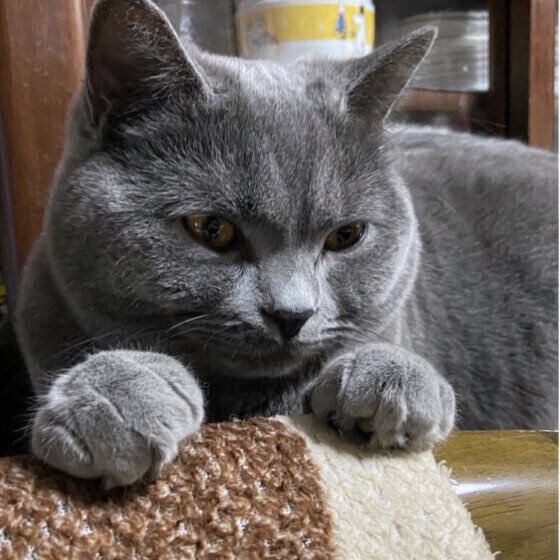 イスに前足を乗せて座るブリティッシュショートヘア