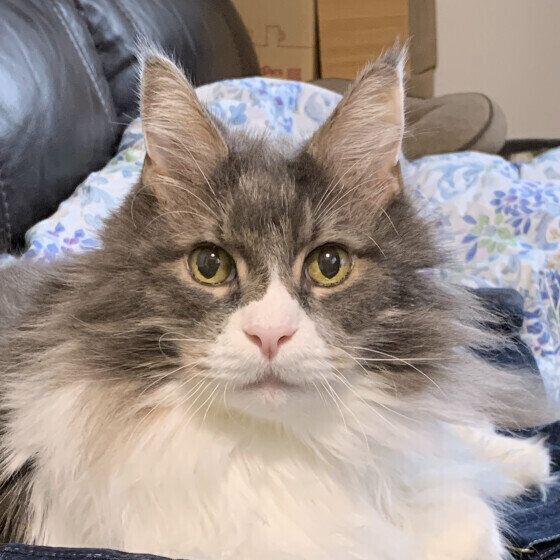 こちらを見つめるメインクーンのるどらくん