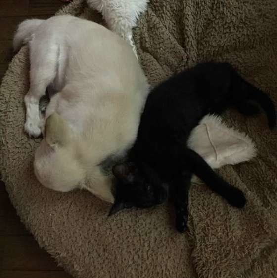 犬にくっついて眠る子猫