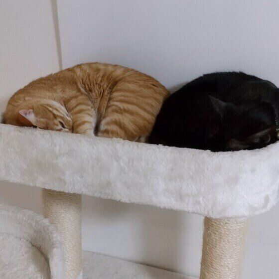 黒のマリーちゃん